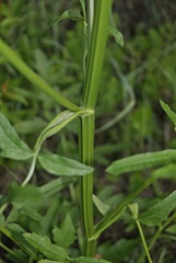 Pastinaca sativa