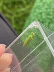 Rhogogaster punctulata