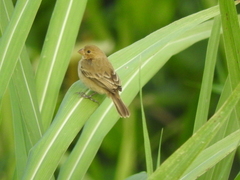 Sporophila morelleti