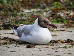 Chroicocephalus ridibundus