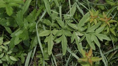 Pastinaca sativa