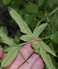 Pastinaca sativa