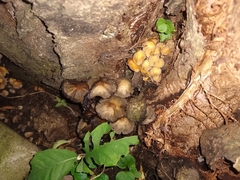 Coprinellus micaceus