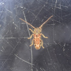 Eupogonius tomentosus