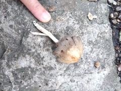 Coprinellus micaceus