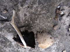 Coprinellus micaceus