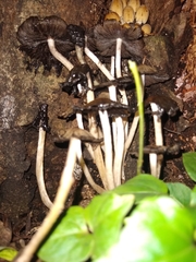 Coprinellus micaceus