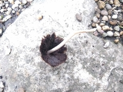 Coprinellus micaceus