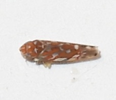 Erythroneura rubra