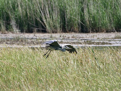 Ardea cinerea