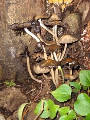 Coprinellus micaceus