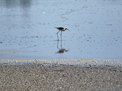 Himantopus himantopus