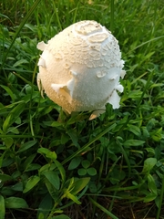 Chlorophyllum molybdites