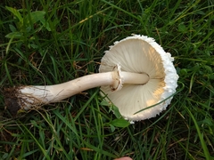 Chlorophyllum molybdites