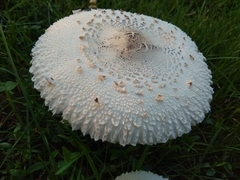 Chlorophyllum molybdites