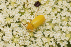 Cteniopus sulphureus