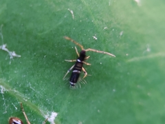 Entomobrya dorsalis