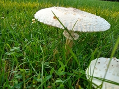 Chlorophyllum molybdites