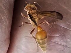 Synoeca virginea