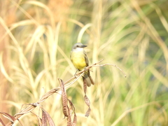 Tyrannus melancholicus