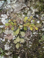 Sedum emarginatum