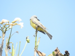 Tyrannus melancholicus