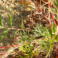 Potentilla bimundorum