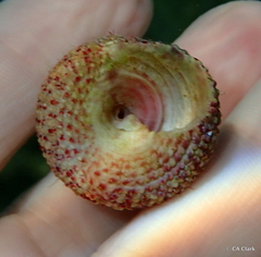 Trochus intextus