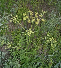 Pastinaca sativa