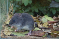 Argentine Swamp Rat photo 2