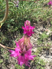 Hedysarum ucrainicum