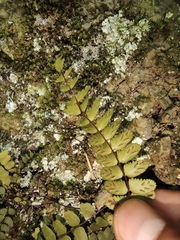 Asplenium tripteropus