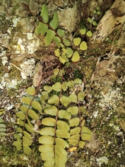 Asplenium tripteropus