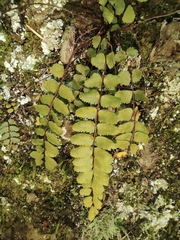 Asplenium tripteropus