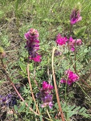 Hedysarum ucrainicum