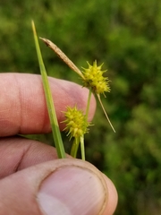 Carex cryptolepis