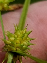 Carex cryptolepis