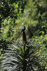 Nectarinia johnstoni