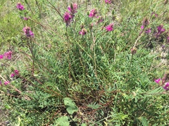 Hedysarum ucrainicum