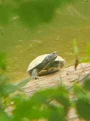Trachemys scripta elegans