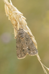 Acronicta rumicis