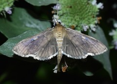 Herpetogramma sphingealis