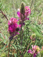 Hedysarum ucrainicum