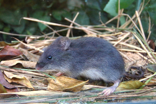 Argentine swamp rat (Scapteromys aquaticus) — Least Concern Mammalia
