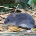 Argentine Swamp Rat - Photo (c) Leonardo Adrián LEIVA, some rights reserved (CC BY-NC), uploaded by Leonardo Adrián LEIVA