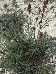 Hedysarum ucrainicum