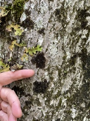 Collema subflaccidum