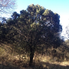 Juniperus deppeana deppeana