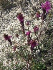 Hedysarum ucrainicum