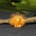 Boschia griffithii - Photo (c) loupok, alguns direitos reservados (CC BY-NC-ND)